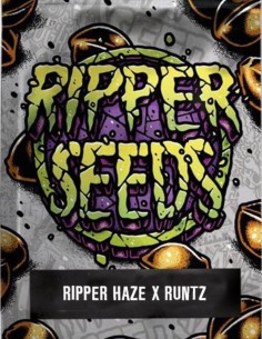 Ripper Haze x Runtz Seeds (Ripper Seeds) 💥 Strong Sativa