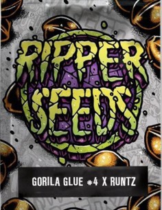Gorilla Glue #4 x Runtz Seeds (Ripper Seeds) 🌿 Resinous