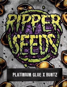 Semi Platinum Glue x Runtz (Ripper Seeds) 🌿 Alta produzione di resina