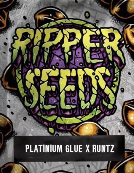 Semi Platinum Glue x Runtz (Ripper Seeds) 🌿 Alta produzione di resina
