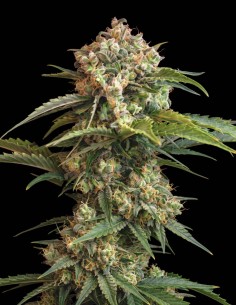Mandarine Seeds (Bulk Legacy) 🍊 Sabor cítrico Diesel