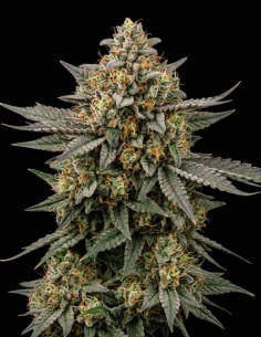 Semillas Mandarine Auto (Bulk Legacy) 🍊 Intenso sabor cítrico