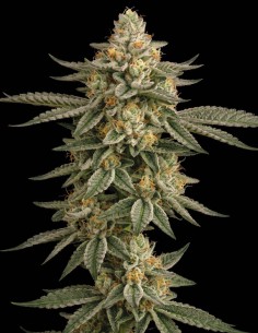 Semillas Do-Si-Dos (Bulk Legacy) 💥 Alto THC