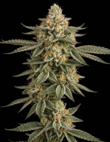 Semillas Do-Si-Dos (Bulk Legacy) 💥 Alto THC