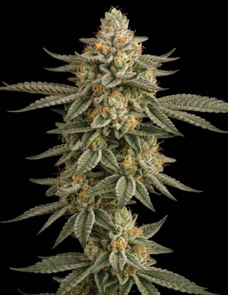 Semillas Do-Si-Dos (Bulk Legacy) 💥 Alto THC