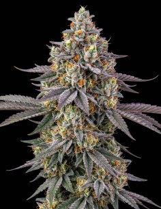 Semillas Zkittlez (Bulk Legacy) 🍒 Dulce sabor afrutado