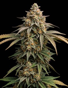 Semillas Cinderella 99 (Bulk Legacy) 🌿 Energía Sativa