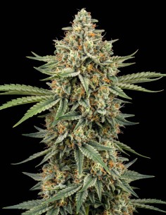 Semillas Cookies Haze (Bulk Legacy) 🍪 Hasta un 25% de THC