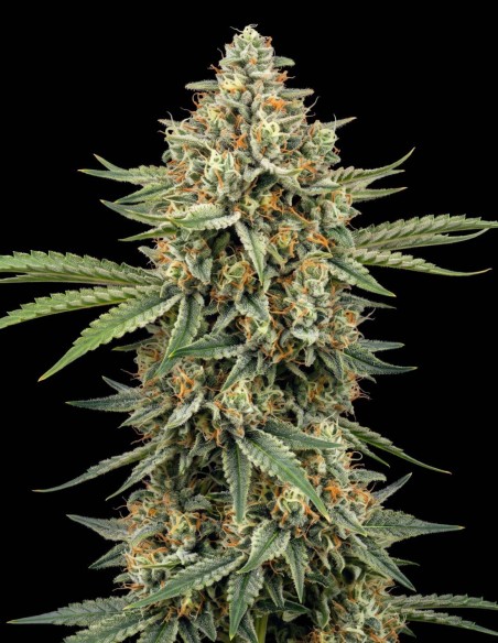 Semillas Cookies Haze (Bulk Legacy) 🍪 Hasta un 25% de THC