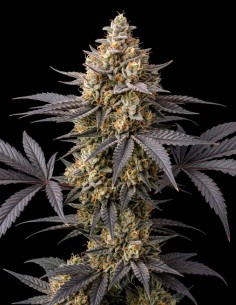 Semillas Lemon Haze Auto (Bulk Legacy) 🍋 Sativa compacta