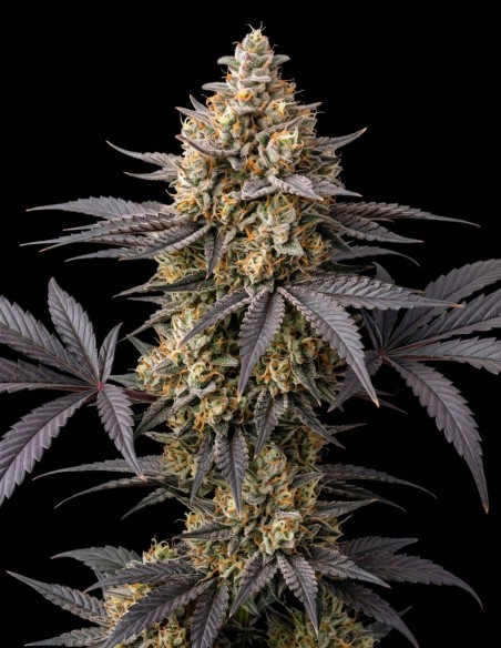 Semillas Lemon Haze Auto (Bulk Legacy) 🍋 Sativa compacta