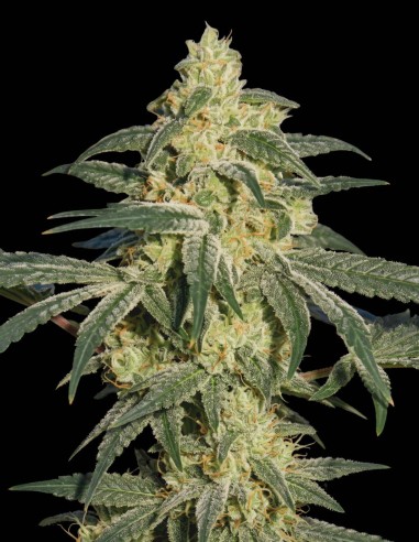Semillas Hash Plant (Bulk Legacy) 🌿 Clásico rico en resina