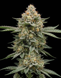 Tahoe Seeds (Bulk Legacy) 🌜 Heavy Nighttime Effects