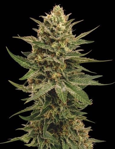 Semillas Blue Monster (Bulk Legacy) 🌿 Índica relajante