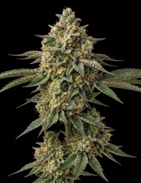 Semillas Bubba Kush (Bulk Legacy) ☕ Kush clásico con notas de café