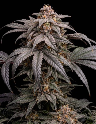 Semillas Lemon Bubba (Bulk Legacy) 🍋 Híbrido 50/50