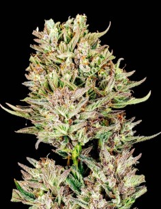 Garlic Jam Auto Samen (Atlas Seed) 🧄 Knoblauch & süße Marmelade