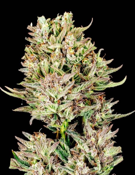 Garlic Jam Auto Samen (Atlas Seed) 🧄 Knoblauch & süße Marmelade