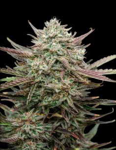 Face Fat Auto Samen (Atlas Seed) 💥 Bis zu 28 % THC