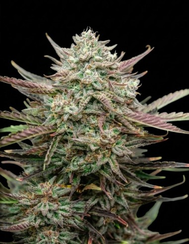 Face Fat Auto Samen (Atlas Seed) 💥 Bis zu 28 % THC