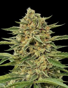 Blue Dream Auto Samen (Atlas Seed) 🌜 Bis zu 26 % THC