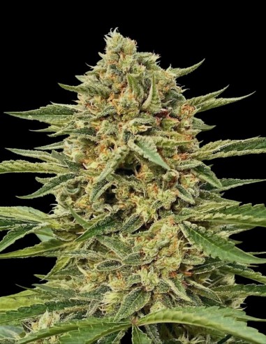 Blue Dream Auto Samen (Atlas Seed) 🌜 Bis zu 26 % THC