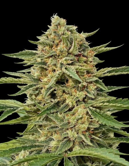 Blue Dream Auto Samen (Atlas Seed) 🌜 Bis zu 26 % THC