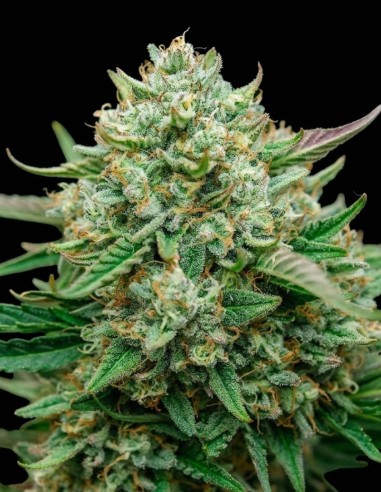 Semillas Froot By The Foot Auto (Atlas Seed) 🌿 22% THC
