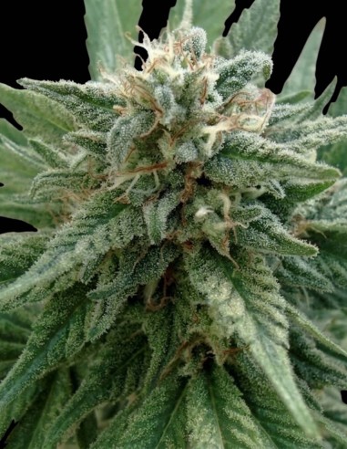 Godzilla Glue Seeds (Dr. Underground Seeds) 💥 Up To 29% THC