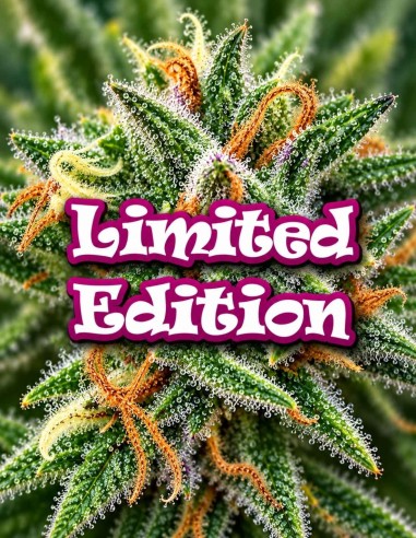 Semi Gorilla Daywrecker (Dr. Underground Seeds) 🔥 Sapore di carburante