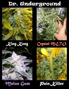 Semillas Surprise Killer Mix (Dr. Underground Seeds) ⭐ 4 Favoritos