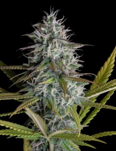 Semillas Black Jesus OG (Dr. Underground Seeds) 🌿 Cogollos oscuros