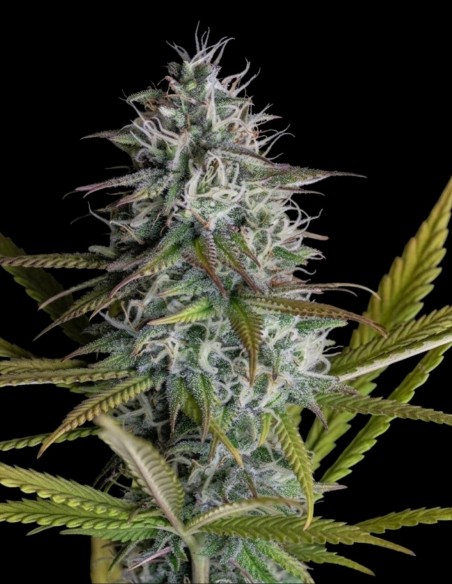 Black Jesus OG Seeds (Dr. Underground Seeds) 🌿 Dark Buds