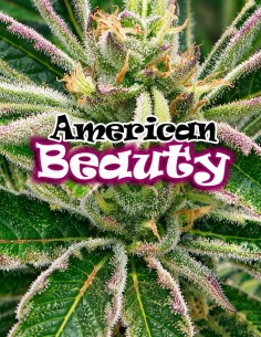 Semillas American Beauty (Dr. Underground Seeds) 🍒 Kush Dulce