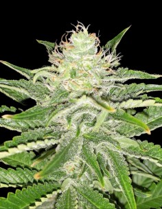 Soul Star Seeds (Dr. Underground Seeds) 🍋 Sabor cítrico
