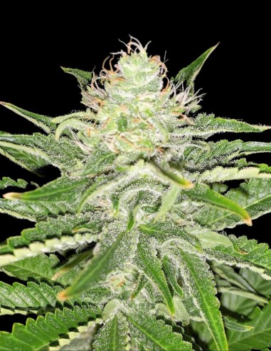 Soul Star Seeds (Dr. Underground Seeds) 🍋 Citrus Flavor