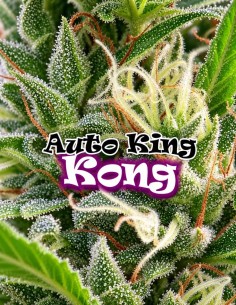 Graines Auto King Kong (Dr. Underground Seeds) 🍋 Citron & Skunk
