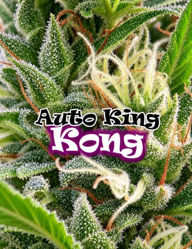Auto King Kong Seeds (Dr. Underground Seeds) 🍋 Lemon & Skunk