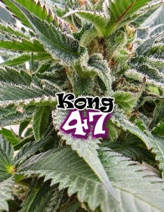 Semillas Kong 47 (Dr. Underground Seeds) 🍒 Índica afrutada