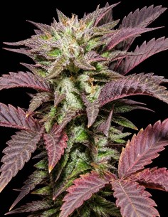 Semillas Melon Gum (Dr. Underground Seeds) 🍈 Sabor afrutado