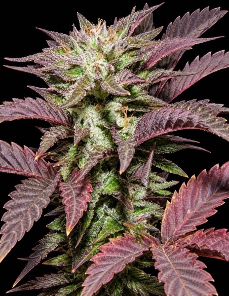 Melon Gum Seeds (Dr. Underground Seeds) 🍈 Fruity Flavor