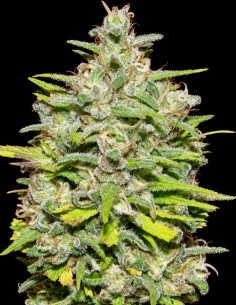 Crystal M.E.T.H. Seeds (Dr. Underground Seeds) 💥 Citrus Kick