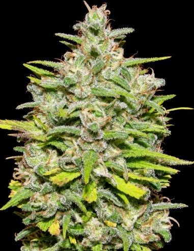 Crystal M.E.T.H. Seeds (Dr. Underground Seeds) 💥 Citrus Kick