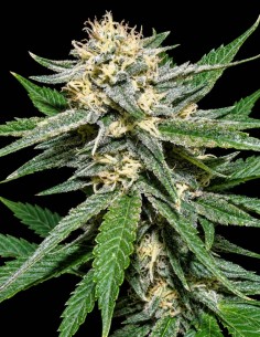 Semillas Pain Killer (Dr. Underground Seeds) 🍋 Sabor cítrico