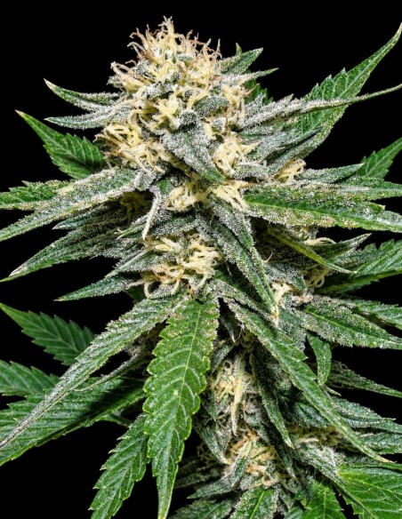 Pain Killer Seeds (Dr. Underground Seeds) 🍋 Citrus Flavor