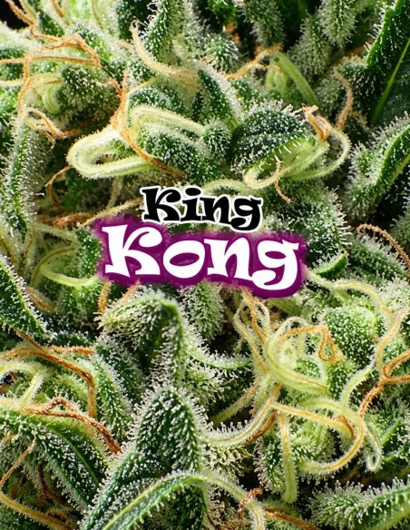 Semi King Kong (Dr. Underground Seeds) 🦍 Limone & Skunk