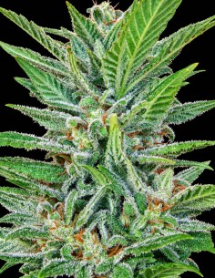 Semillas Brooklyn Mango (Dr. Underground Seeds) 🌴 Tropical