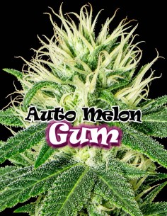 Graines Auto Melon Gum (Dr. Underground Seeds) 🌿 Riches en résine