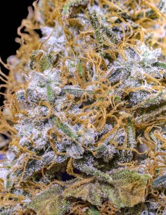 Semillas Dark Cookie (Dr. Underground Seeds) 🌿 Sabor a menta