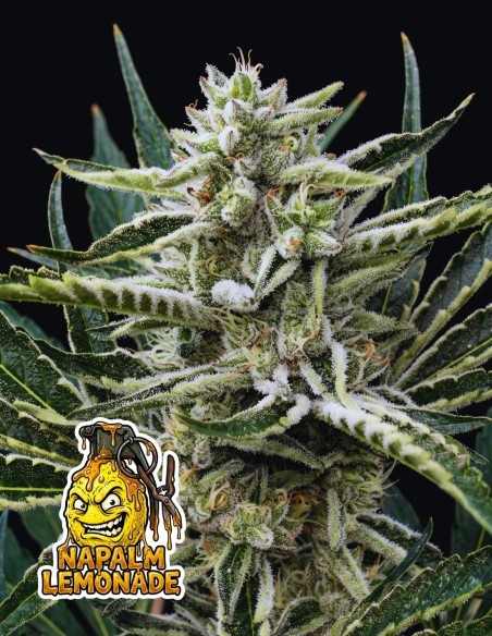 Napalm Lemonade (Oaseeds Genetics) | Gas & Lemon